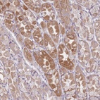 Anti-CHCHD7 Antibody