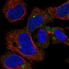 Immunofluorescent staining of human cell line HEK 293 shows localization to cell junctions & aggresome.