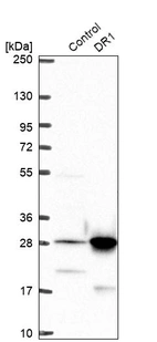 Western blot analysis in control (vector only transfected HEK293T lysate) and DR1 over-expression lysate (Co-expressed with a C-terminal myc-DDK tag (~3.1 kDa) in mammalian HEK293T cells, LY419640).
