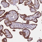 Anti-ATP10D Antibody