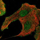 Immunofluorescent staining of human cell line A549 shows localization to nucleoplasm & plasma membrane.