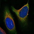 Immunofluorescent staining of human cell line U-2 OS shows localization to cytosol.