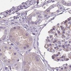 Immunohistochemical staining of human kidney using Anti-SLC8A2 antibody HPA050818.
