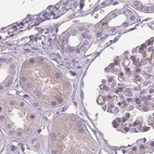 Immunohistochemical staining of human kidney using Anti-SLC8A2 antibody HPA050818.