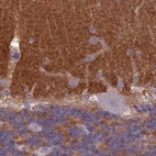 Immunohistochemical staining of human cerebellum using Anti-SLC8A2 antibody HPA050818.