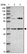 Anti-KCTD15 Antibody