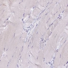 Immunohistochemical staining of human skeletal muscle shows no positivity in myocytes as expected.