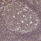 Anti-DCUN1D5 Antibody