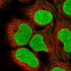 Immunofluorescent staining of human cell line HEK 293 shows localization to nucleus & nucleoli.