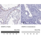Anti-OOSP2 Antibody