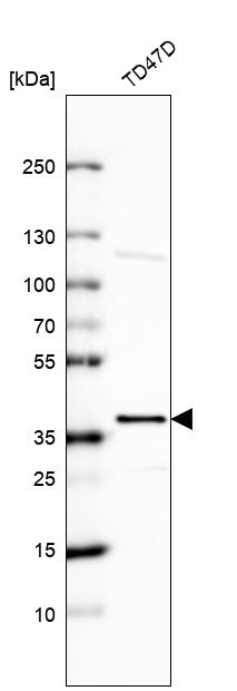 Anti-EHF Antibody