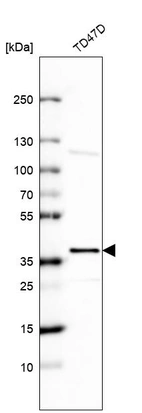 Anti-EHF Antibody
