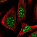 Immunofluorescent staining of human cell line U-2 OS shows localization to nuclear speckles & mitochondria.