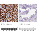 Anti-CYSTM1 Antibody