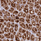 Immunohistochemical staining of human stomach shows strong cytoplasmic positivity in glandular cells.