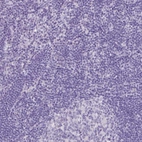 Immunohistochemical staining of human lymph node shows no positivity in non-germinal center cells as expected.