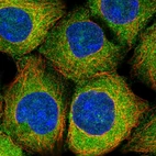 Immunofluorescent staining of human cell line HEK 293 shows localization to cytosol.