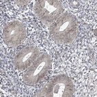 Immunohistochemical staining of human endometrium shows weak cytoplasmic positivity in glandular cells.
