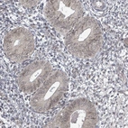 Immunohistochemical staining of human endometrium shows weak cytoplasmic positivity in glandular cells.