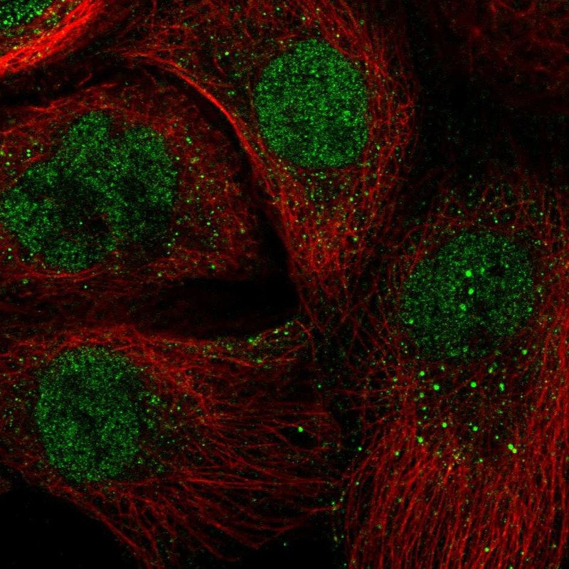 Anti-ARNTL Antibody