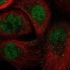 Anti-ARNTL Antibody