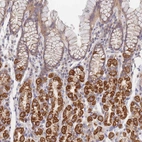Immunohistochemical staining of human stomach shows moderate to strong granular cytoplasmic positivity in glandular cells.