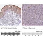 Anti-LYPLA1 Antibody
