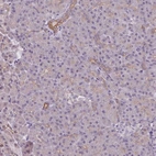 Immunohistochemical staining of human pancreas shows low expression as expected.