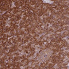 Anti-EIF3J Antibody