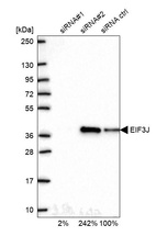 Anti-EIF3J Antibody