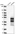 Anti-ZNF524 Antibody