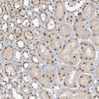 Immunohistochemical staining of human kidney shows strong nuclear and moderate cytoplasmic positivity in cells in tubules.