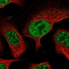 Immunofluorescent staining of human cell line U-2 OS shows localization to nucleoplasm.