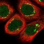 Immunofluorescent staining of human cell line A-431 shows localization to nucleus, nucleoli fibrillar center & the Golgi apparatus.