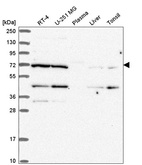 Anti-EEF1D Antibody