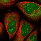 Immunofluorescent staining of human cell line U-2 OS shows localization to nucleus, nucleoli fibrillar center & cytosol.