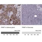 Anti-PNMT Antibody