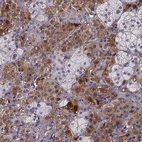 Immunohistochemical staining of human adrenal gland shows moderate to strong cytoplasmic positivity.