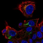 Immunofluorescent staining of human cell line Hep G2 shows localization to the Golgi apparatus.