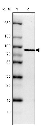 Anti-GGA1 Antibody