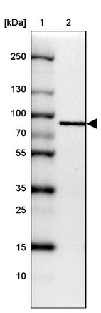 Lane 1: Marker [kDa] 250, 130, 100, 70, 55, 35, 25, 15, 10_br/_Lane 2: Human cell line HEK 293