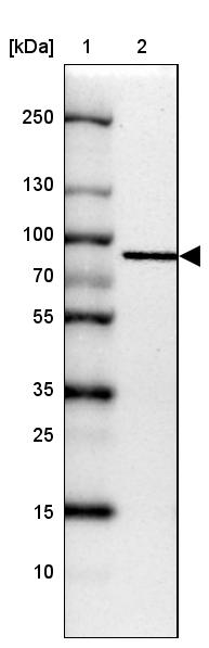 Anti-GGA1 Antibody