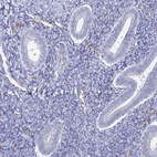 Immunohistochemical staining of human endometrium shows low expression as expected.