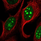 Immunofluorescent staining of human cell line U-2 OS shows localization to nucleus & nucleoli.