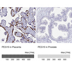 Anti-PEG10 Antibody