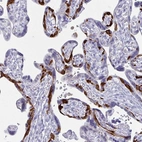 Immunohistochemical staining of human placenta shows high expression.