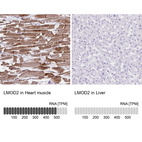 Anti-LMOD2 Antibody