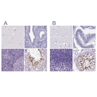 Immunohistochemical staining of human cerebral cortex, endometrium, lymph node and testis using Anti-SPESP1 antibody HPA051040 (A) shows similar protein distribution across tissues to independent antibody HPA045936 (B).