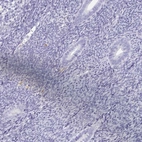 Immunohistochemical staining of human endometrium shows low expression as expected.
