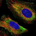 Immunofluorescent staining of human cell line HeLa shows localization to plasma membrane & cytosol.